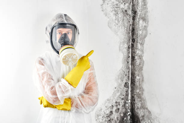 Why You Should Choose Our Mold Remediation Services in Canadian Lakes, MI